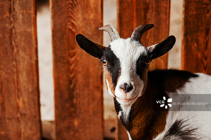 农场里的山羊肖像，美丽的姿势，罗马尼亚图片素材