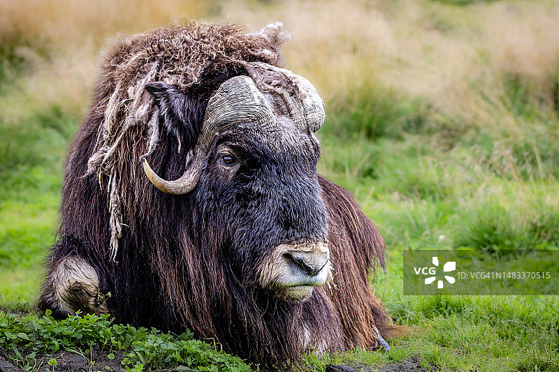 高地牛在田野上的特写图片素材