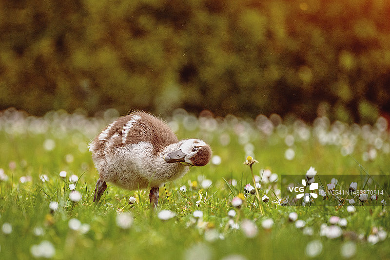 小野鸭，德国法兰克福图片素材