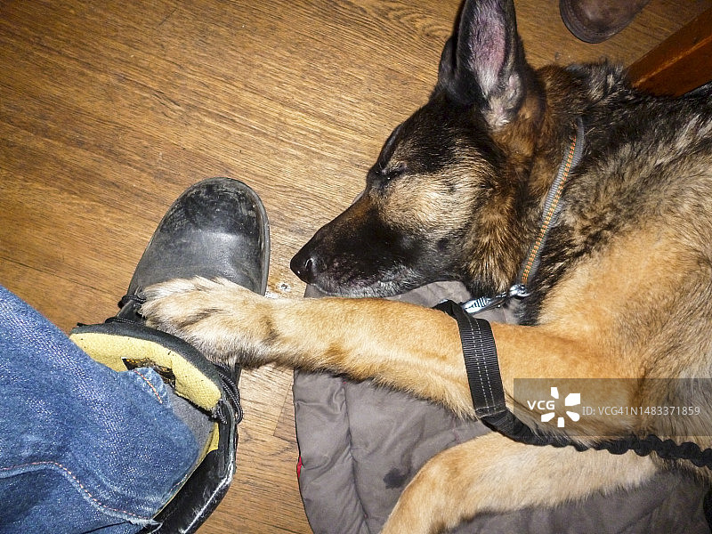 宠物狗图片素材