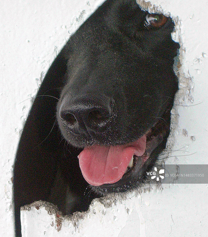 宠物狗图片素材