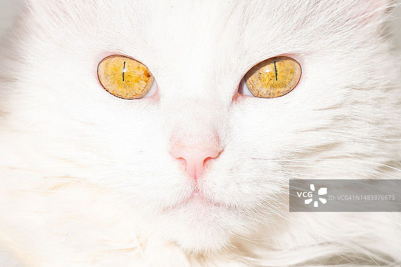 明亮黄眼睛的白猫肖像图片素材