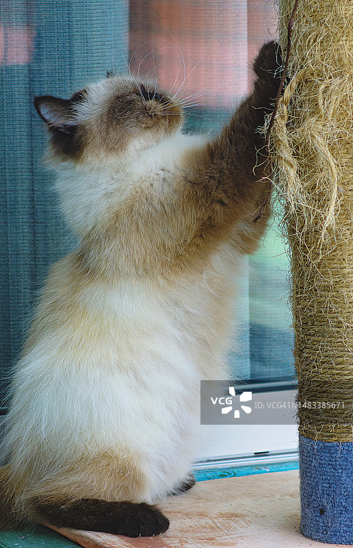 猫咪在猫抓板上磨爪子图片素材