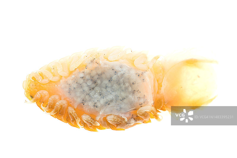 缩头鱼虱的受精卵图片素材