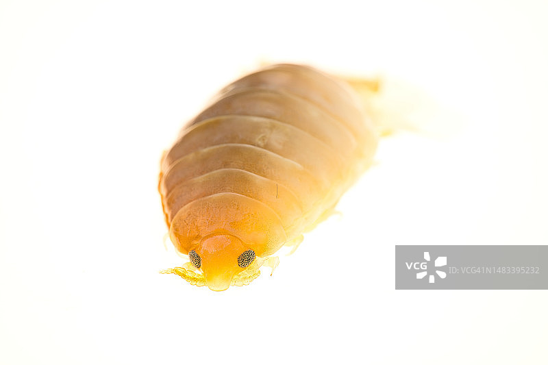 缩头鱼虱图片素材