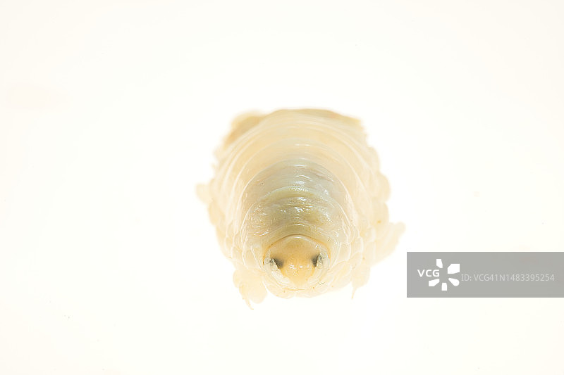 缩头鱼虱图片素材