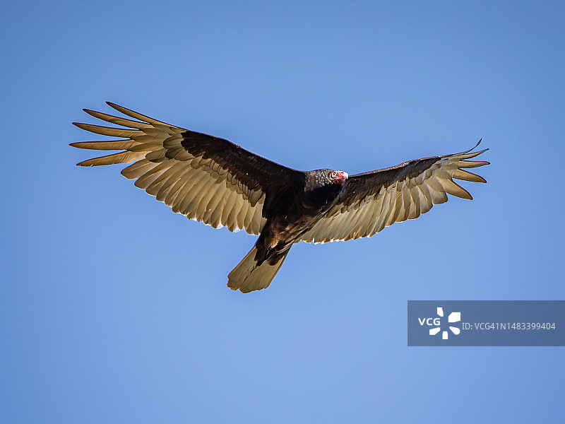 土耳其秃鹰图片素材