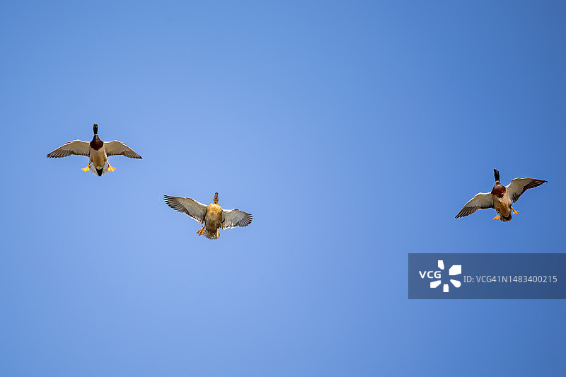 飞翔中的鸭子图片素材