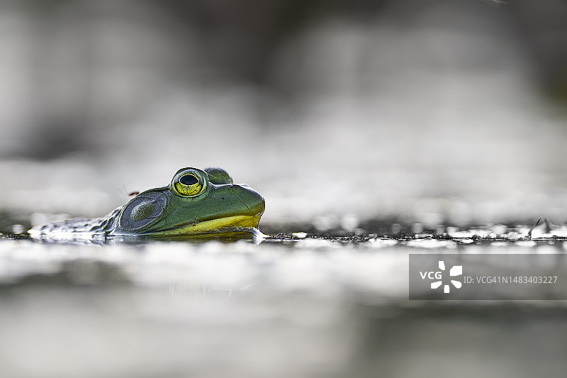 头上有一只蚊子的牛蛙图片素材