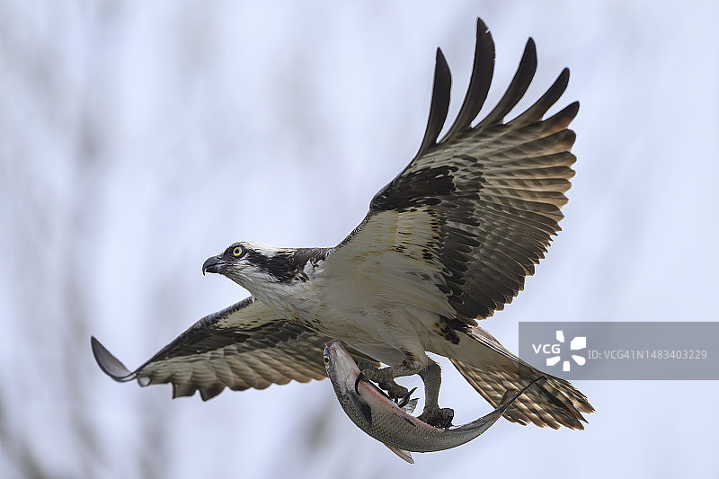 鱼鹰叼着鲱鱼飞走图片素材
