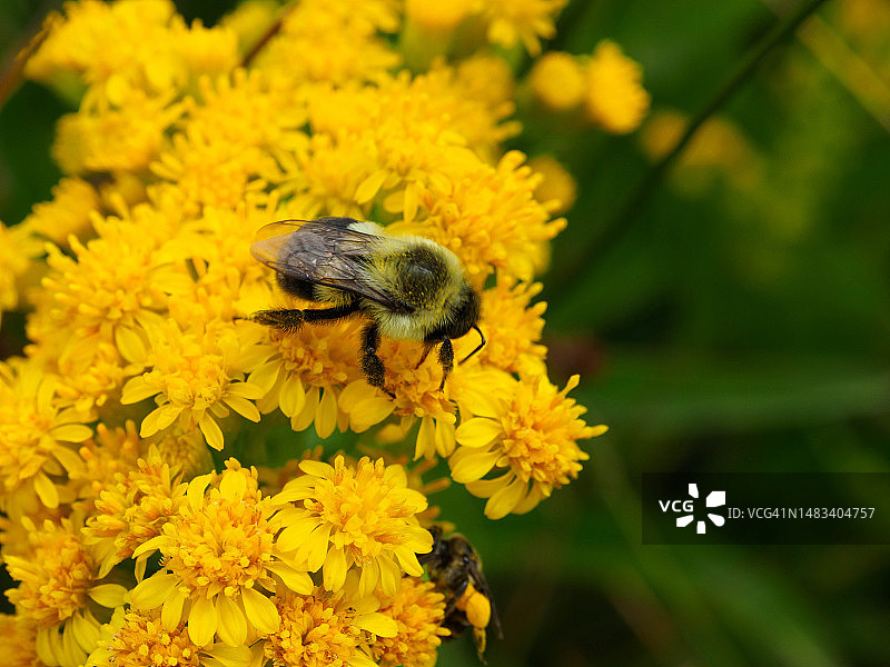 缅因州奥甘奎特悬崖步道上的蜜蜂图片素材