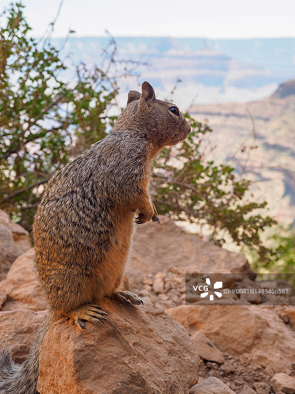 亚利桑那州大峡谷国家公园的岩松鼠图片素材