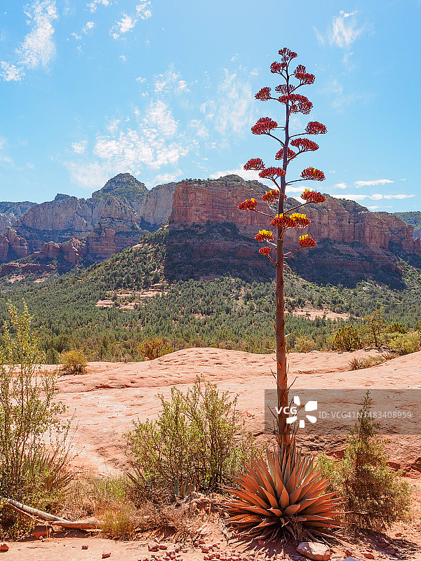 亚利桑那州塞多纳的帕里龙舌兰图片素材