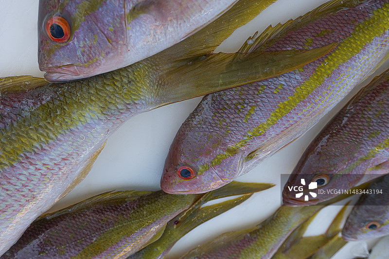 桌子上捕获的黄尾鲷鱼图片素材