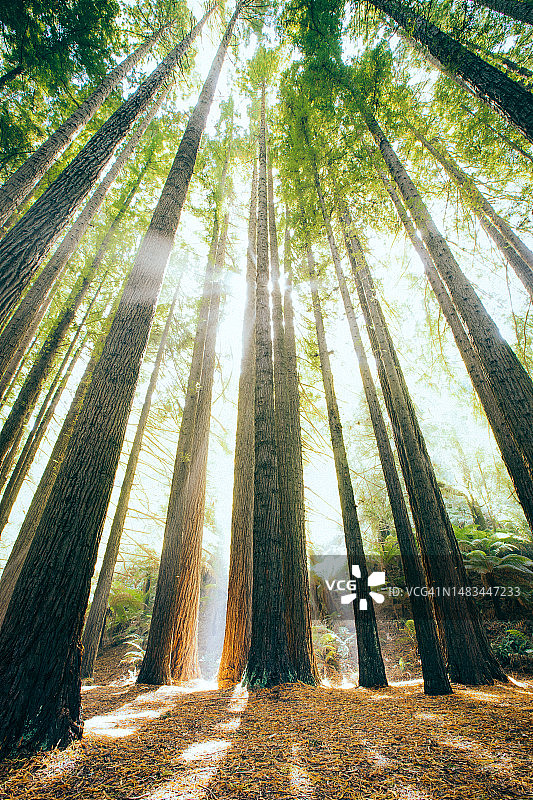 澳大利亚奥特威红杉森林图片素材