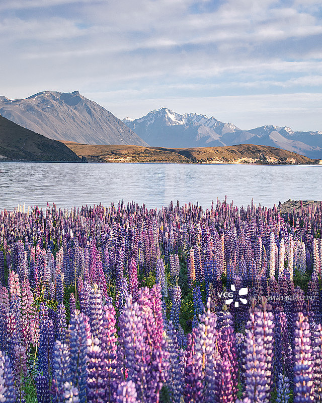新西兰特卡波湖的羽扇豆田图片素材