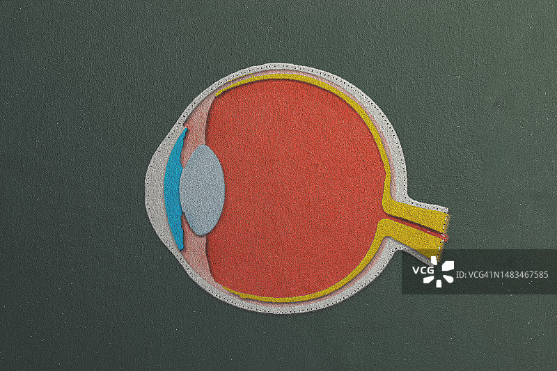 毛毡上的人眼侧视图图片素材