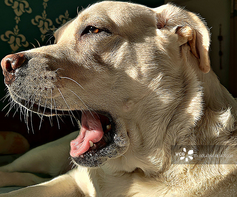 特写：拉布拉多寻回犬在清晨阳光下打哈欠图片素材
