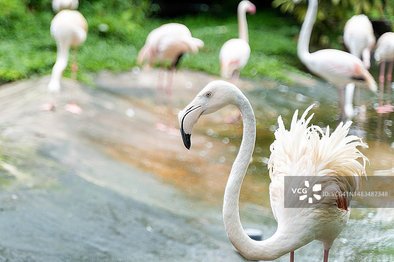大红鹳特写图片素材