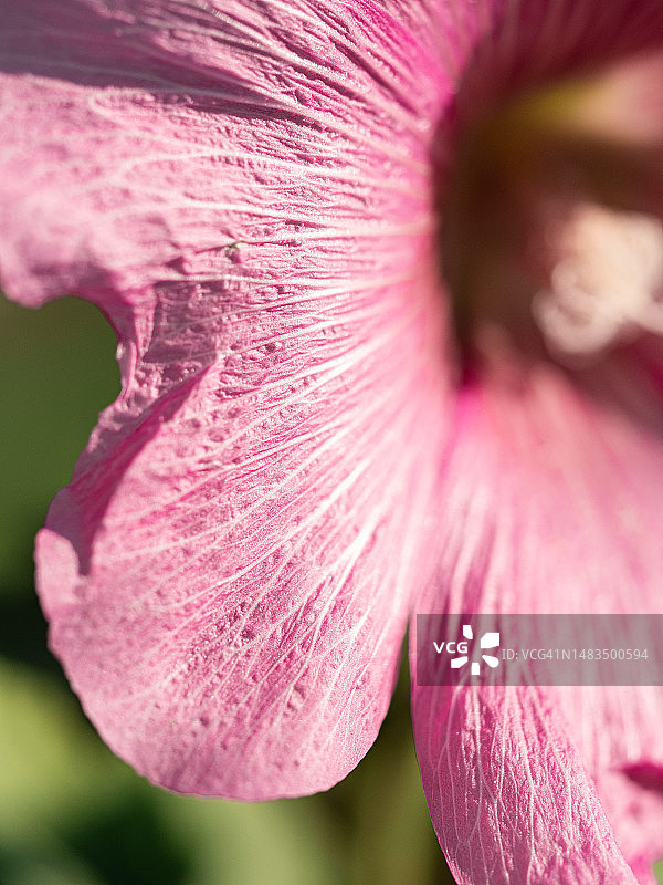 蜀葵花瓣特写图片素材