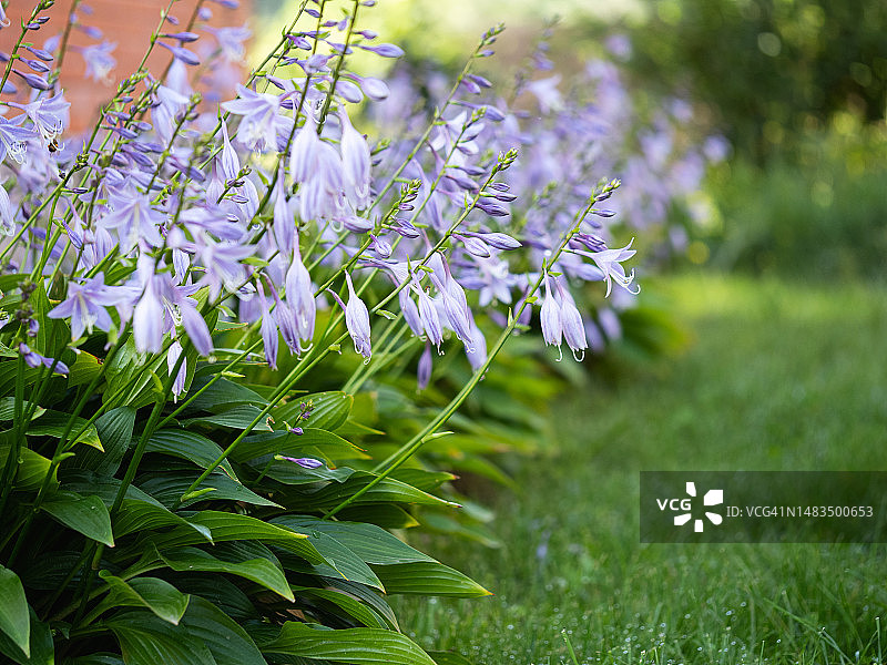 夏季花园中一排盛开的紫色花朵的玉簪图片素材