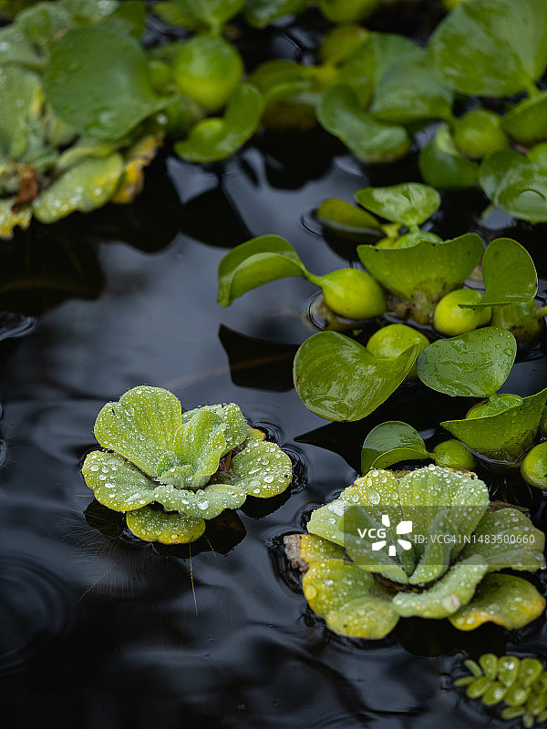 漂浮在池塘黑水面上的雨滴水芙蓉图片素材
