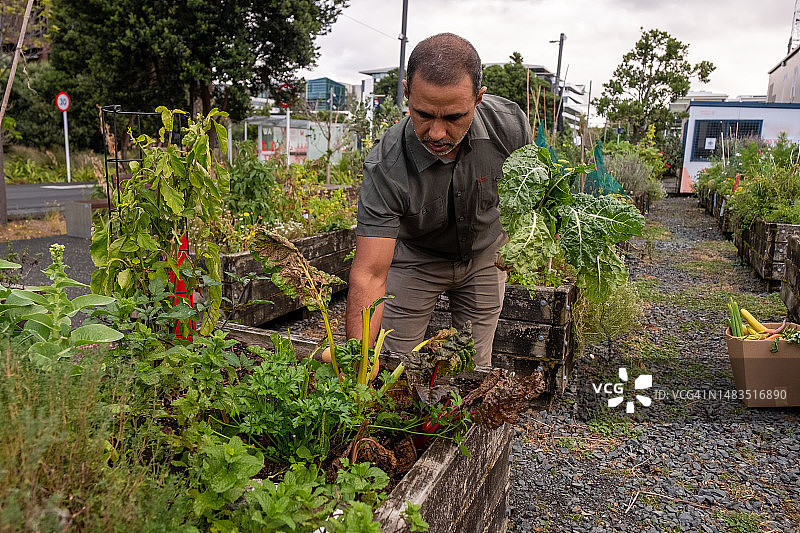 在社区花园种植和收获图片素材
