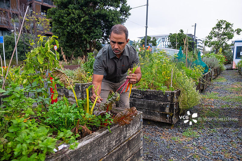 收获胡萝卜做晚餐图片素材