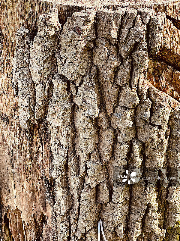 死树桩（三角叶杨）破损的树皮特写图片素材