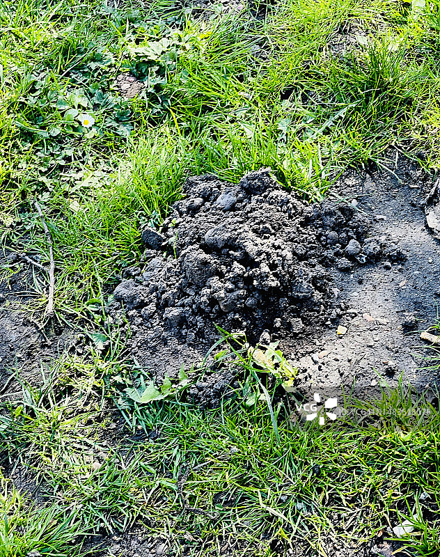 鼹鼠丘，由小型穴居哺乳动物（包括鼹鼠）挖掘的松散土壤组成的锥形土堆特写图片素材