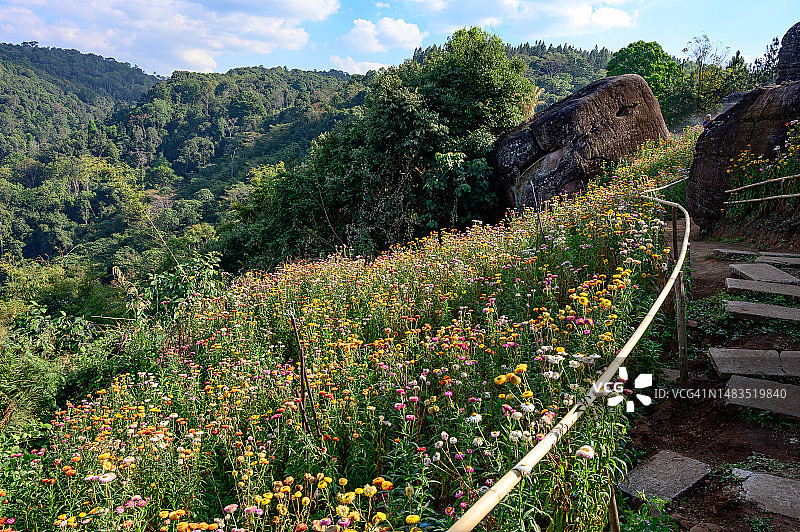 泰国Phu Hin Rongkra公园美丽的麦秆菊花田图片素材