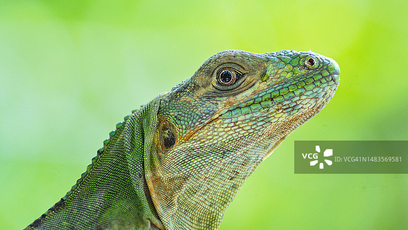 绿鬣蜥肖像图片素材