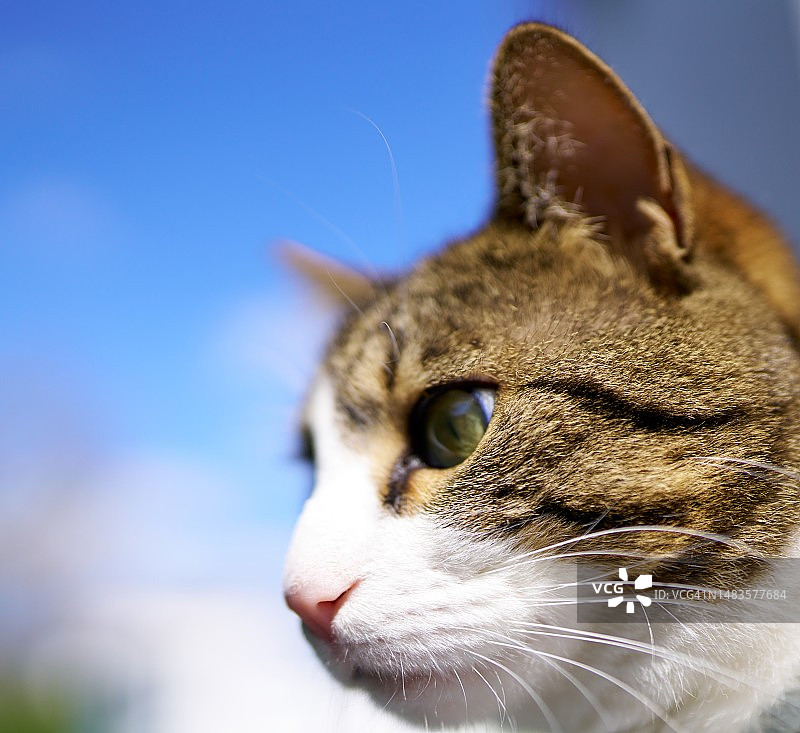 条纹猫头部图片素材