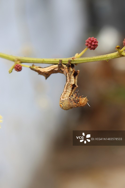 印度泰米尔纳德邦哥印拜陀南部凋谢的植物特写图片素材