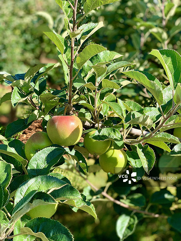 美国加利福尼亚州库比蒂诺，树上生长的苹果特写图片素材