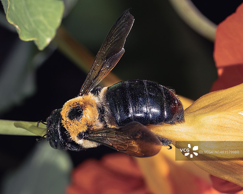 雌性东方木蜂在橙色花朵上采蜜的微距照片，美国纽约图片素材