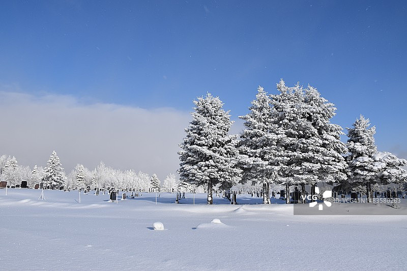 雪原树木与天空，加拿大图片素材
