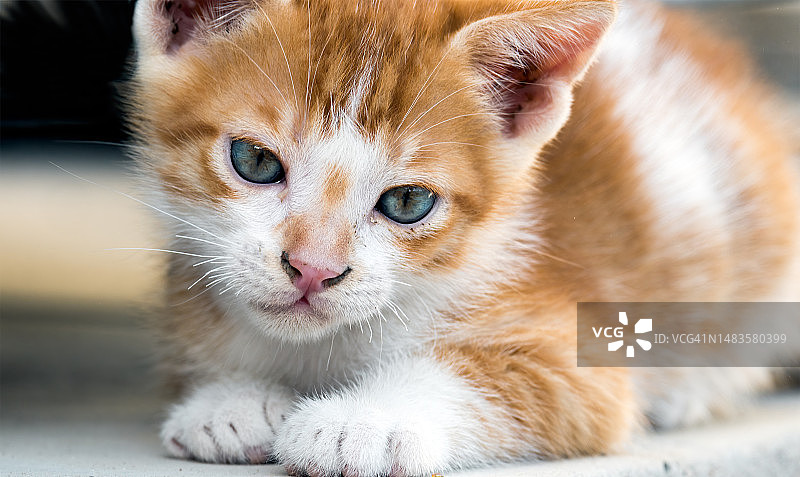 小猫特写图片素材