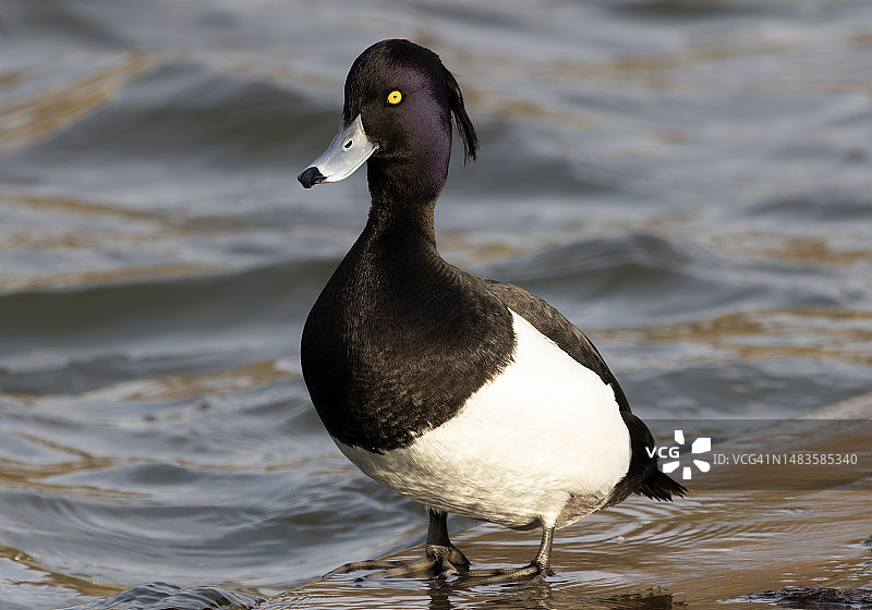 莫斯科湖中游泳的鸭子特写，俄罗斯图片素材