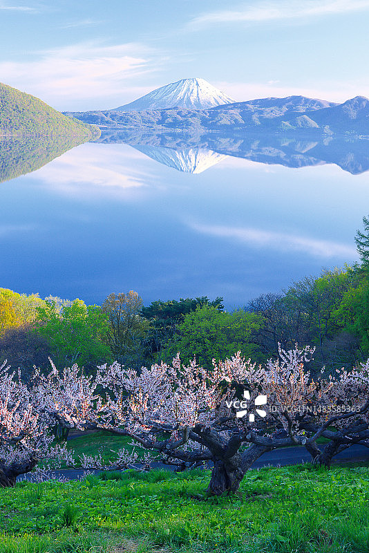 梅花丛中羊蹄山倒影图片素材