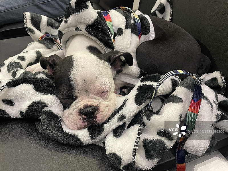 在家里的床上睡觉的狗的高角度视图图片素材