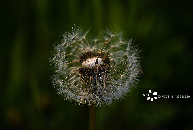 蒲公英花特写图片素材