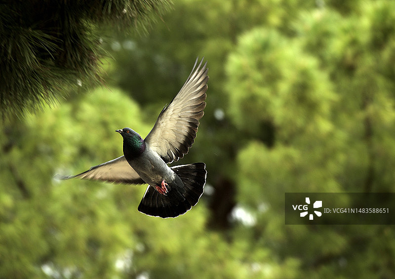低角度拍摄飞翔的鸽子，西班牙萨拉戈萨图片素材