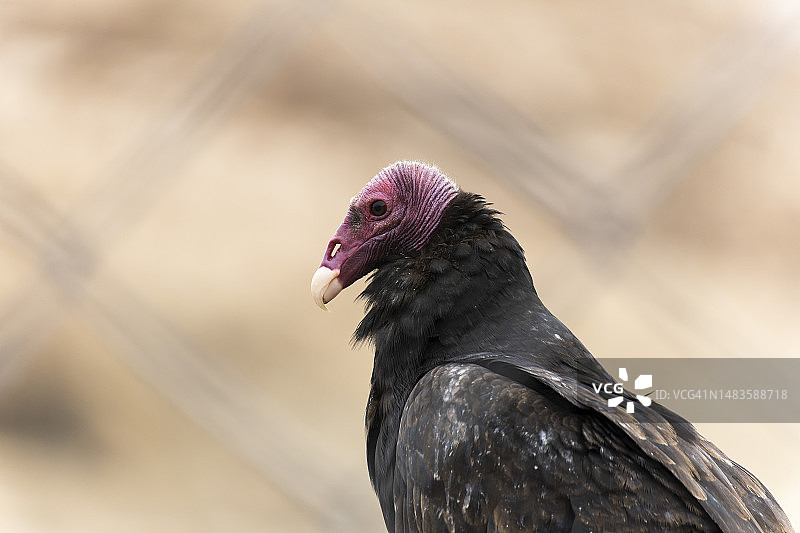 秘鲁阿雷基帕：兀鹫户外栖息特写图片素材