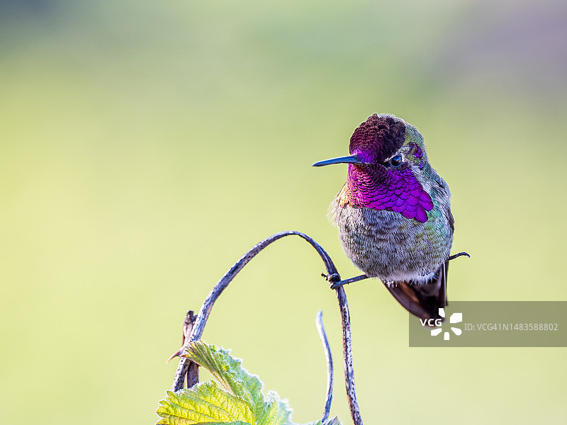 蜂鸟栖息在植物上特写，加拿不列颠哥伦比亚省温哥华图片素材