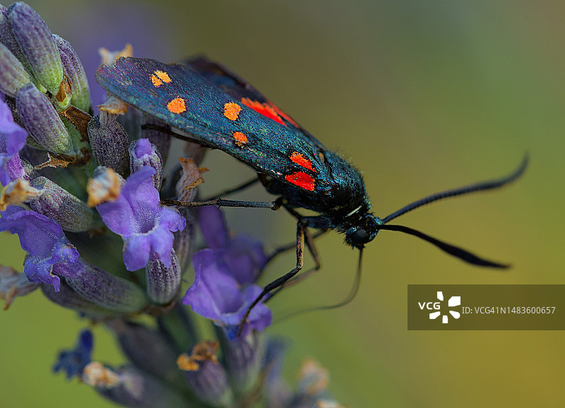 昆虫在花上的特写图片素材