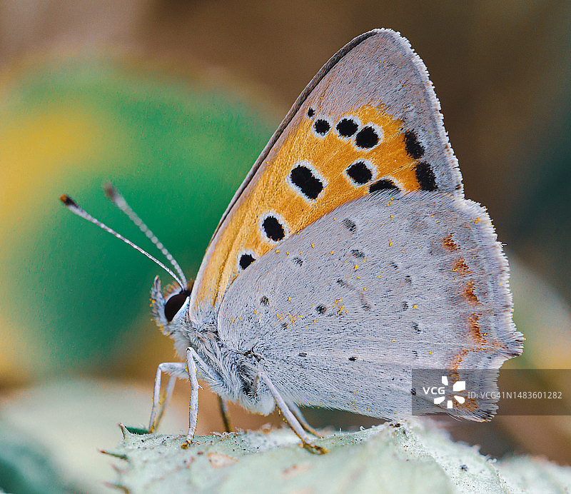摩洛哥叶子上的蝴蝶特写图片素材