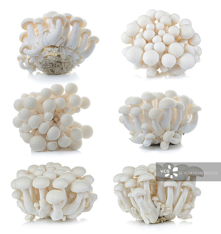白色beech菇，真姬菇，白色背景上的食用蘑菇图片素材