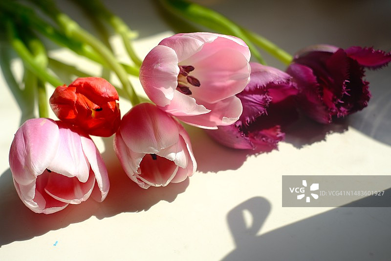 中国甘肃庆阳，桌上的粉色郁金香特写图片素材