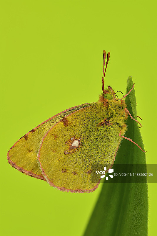 树叶上的昆虫特写图片素材